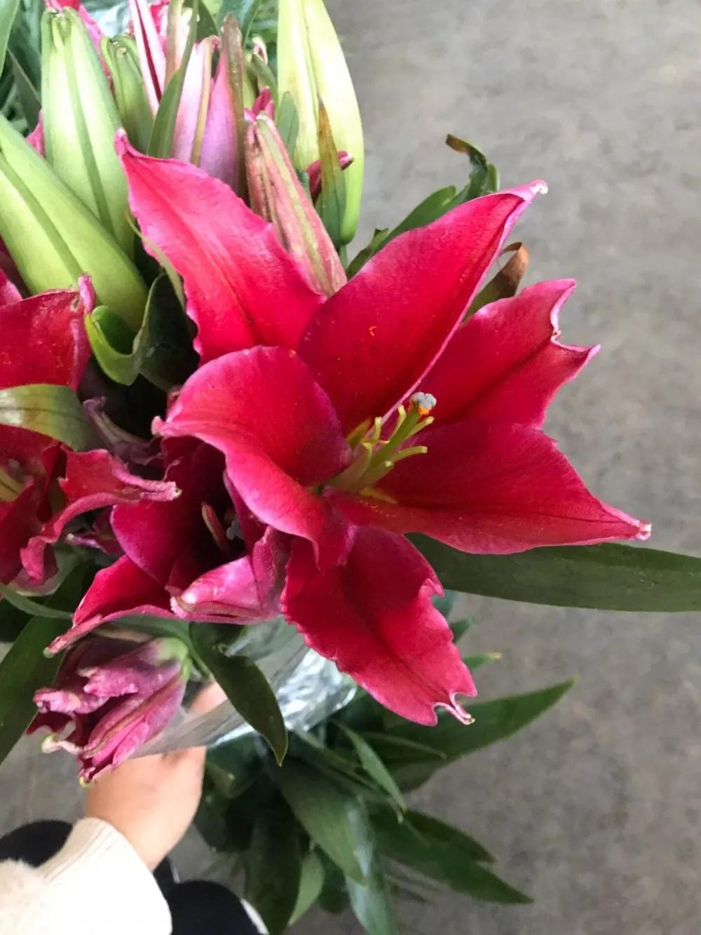 香水百合鲜切花云南鲜花基地,什么颜色的百合最好养活