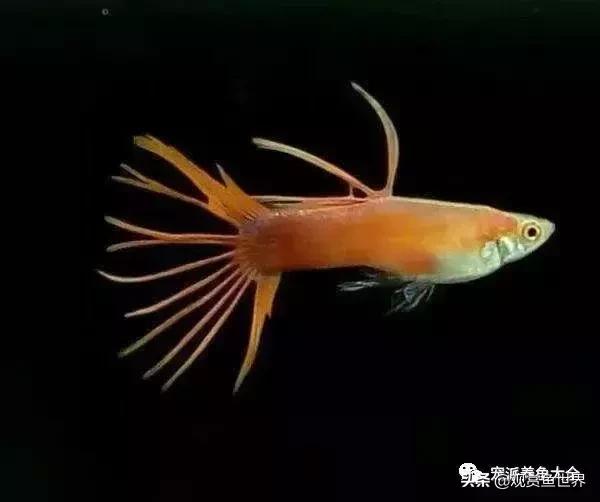 15个孔雀鱼品系图鉴绝美版,15个孔雀鱼品系图鉴