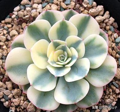 这些花全是药锦，买回家必死，送你都不能要