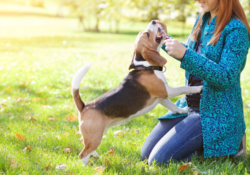 狗狗冷知识小视频图文版,狗狗冷知识8