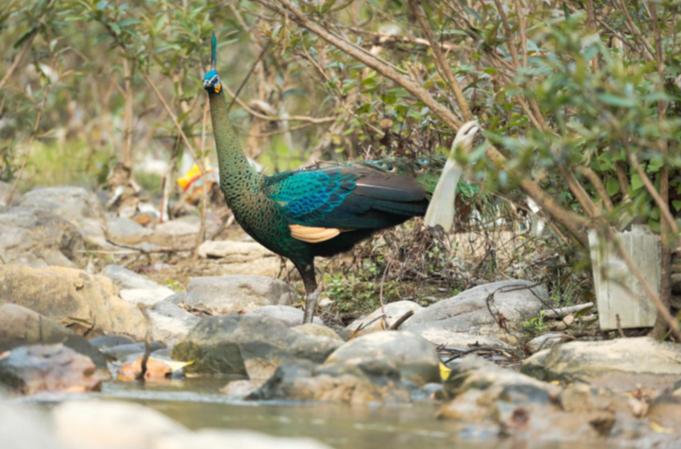 野生濒危动物绿孔雀现身孔雀之乡,绿孔雀濒危物种