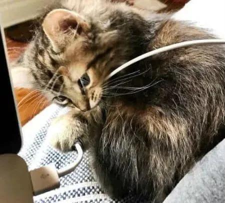 猫咪对数据线有什么执念吗,猫咪为什么那么喜欢咬数据线