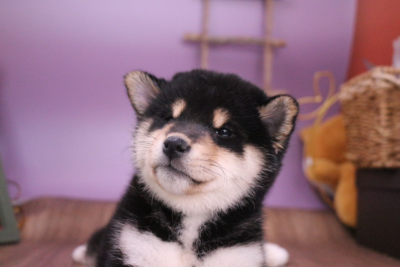 金毛哈士奇柴犬养哪个,养狗新手推荐什么狗金毛