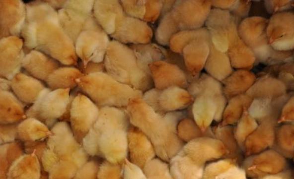 小鸡张嘴呼吸快速治疗方法,雏鸡气囊炎张口呼吸还能养活吗