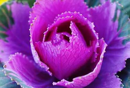 羽衣甘蓝开花图,好看的羽衣甘蓝