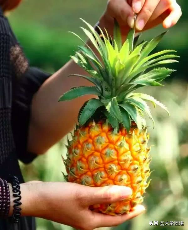 湛江菠萝海在哪个地方,湛江的菠萝海在哪里