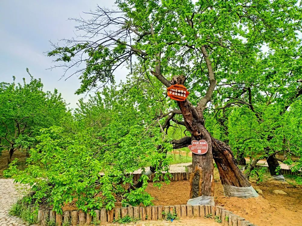 夏津东方紫桑文化博物馆暨酒庄项目举行奠基仪式