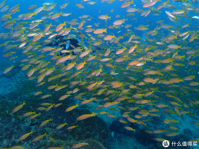 普吉岛aida考证,普吉padi潜水考证