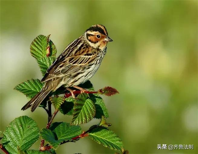 爱它，就请放过它青岛检察院就一起非法狩猎野生鸟类案提起诉讼