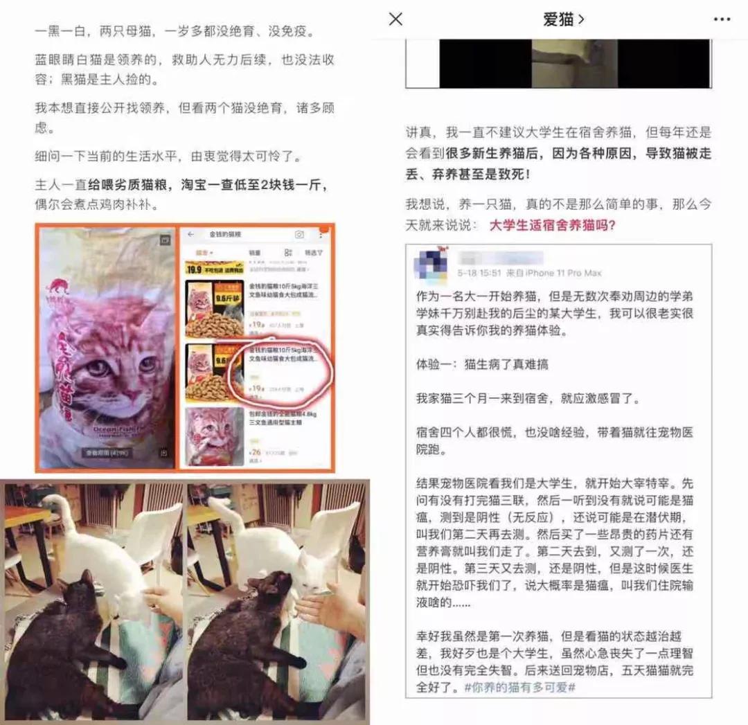 以为单身就可以自由,开始以为养猫是为了不孤单