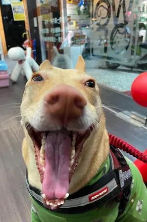 狗狗眼睛一下就睁不开了怎么回事,狗狗的眼睛突然睁不开