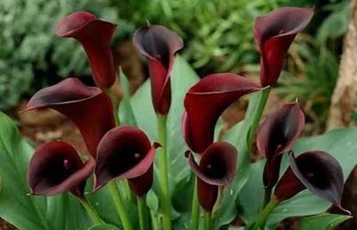 马蹄莲要醒花吗,马蹄莲一年开一次花