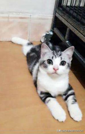 挑选猫咪时聪明人会避开这7种猫,猫主子不亲人