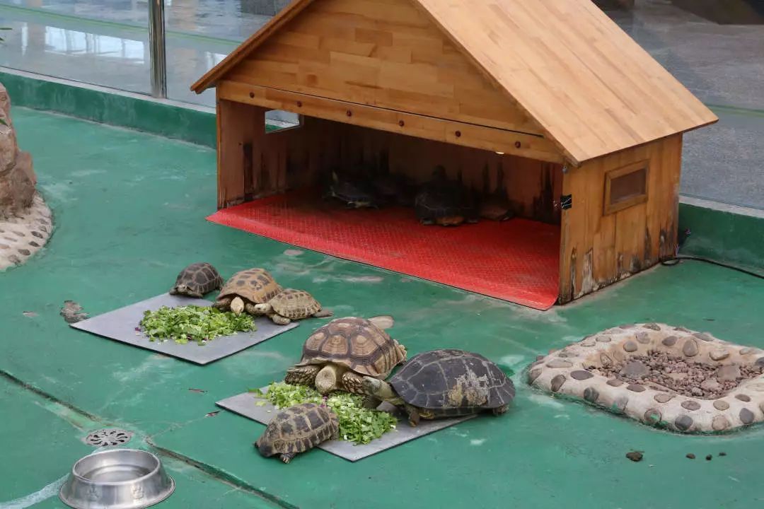 长春农博会游玩攻略,过年看农博会