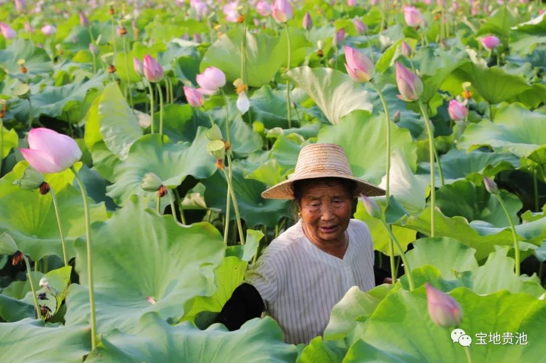 村级集体经济发展经验做法,发展壮大村集体经济思路和想法