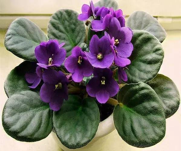 粉色和紫色的植物有哪些,紫色的植物有哪些品种