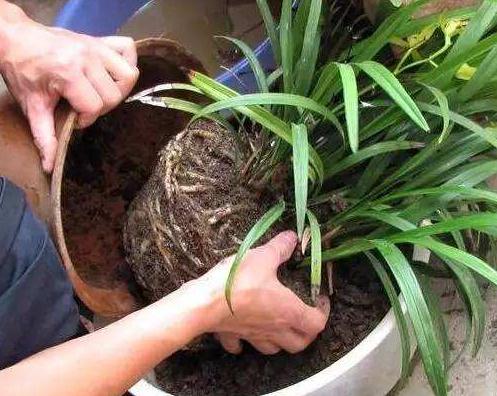 烂根花卉怎么处理,花根烂根怎么处理