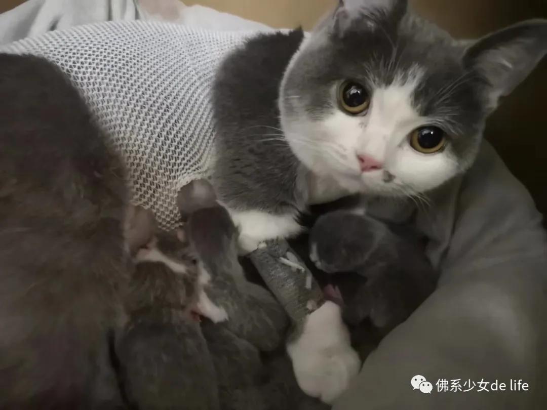 铲屎官日记猫主子的日常,猫咪成长日记铲屎官的乐趣