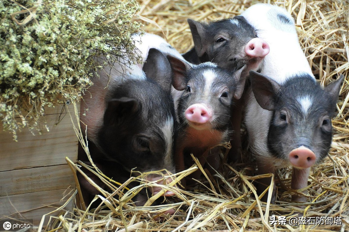 猪年话猪：从野猪到佩奇，猪影响了中国多久？