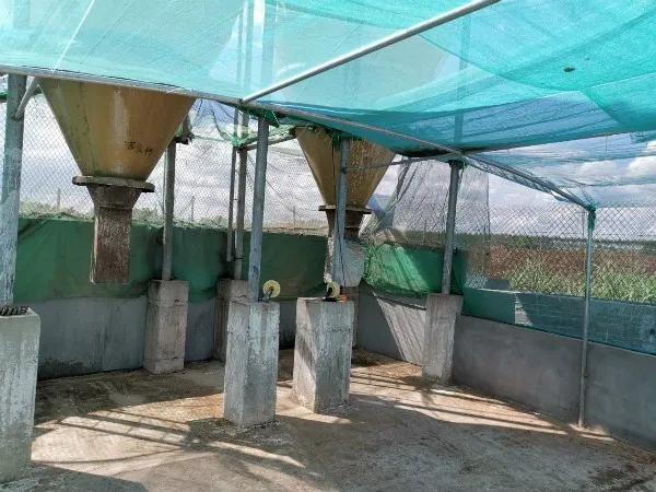 100头母猪发展到2000头需要多久,回望二十年养猪之路