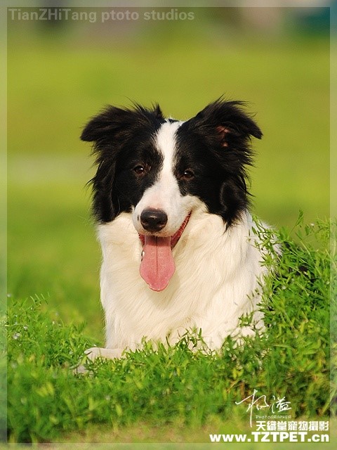 这几种高颜值狗狗你认识哪些,盘点最靠谱的狗狗看看你知道几种