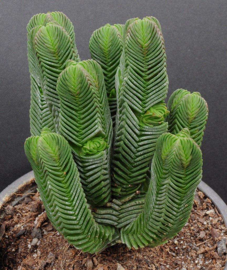 100种常见多肉植物图鉴收藏,1000种多肉植物图鉴及名字