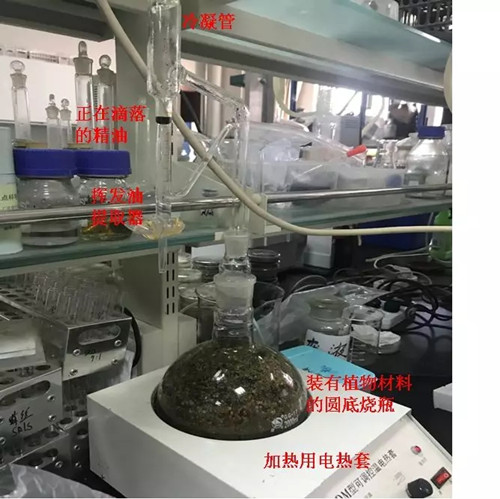 桉树精油科普,每个精油有什么区别