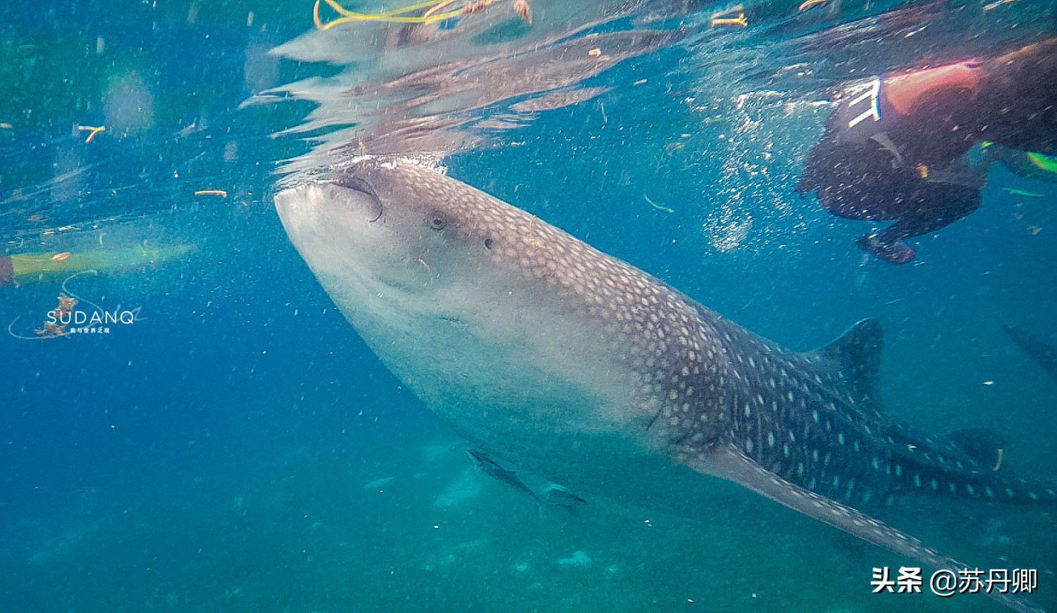潜水多危险,自由潜水极限运动危险程度
