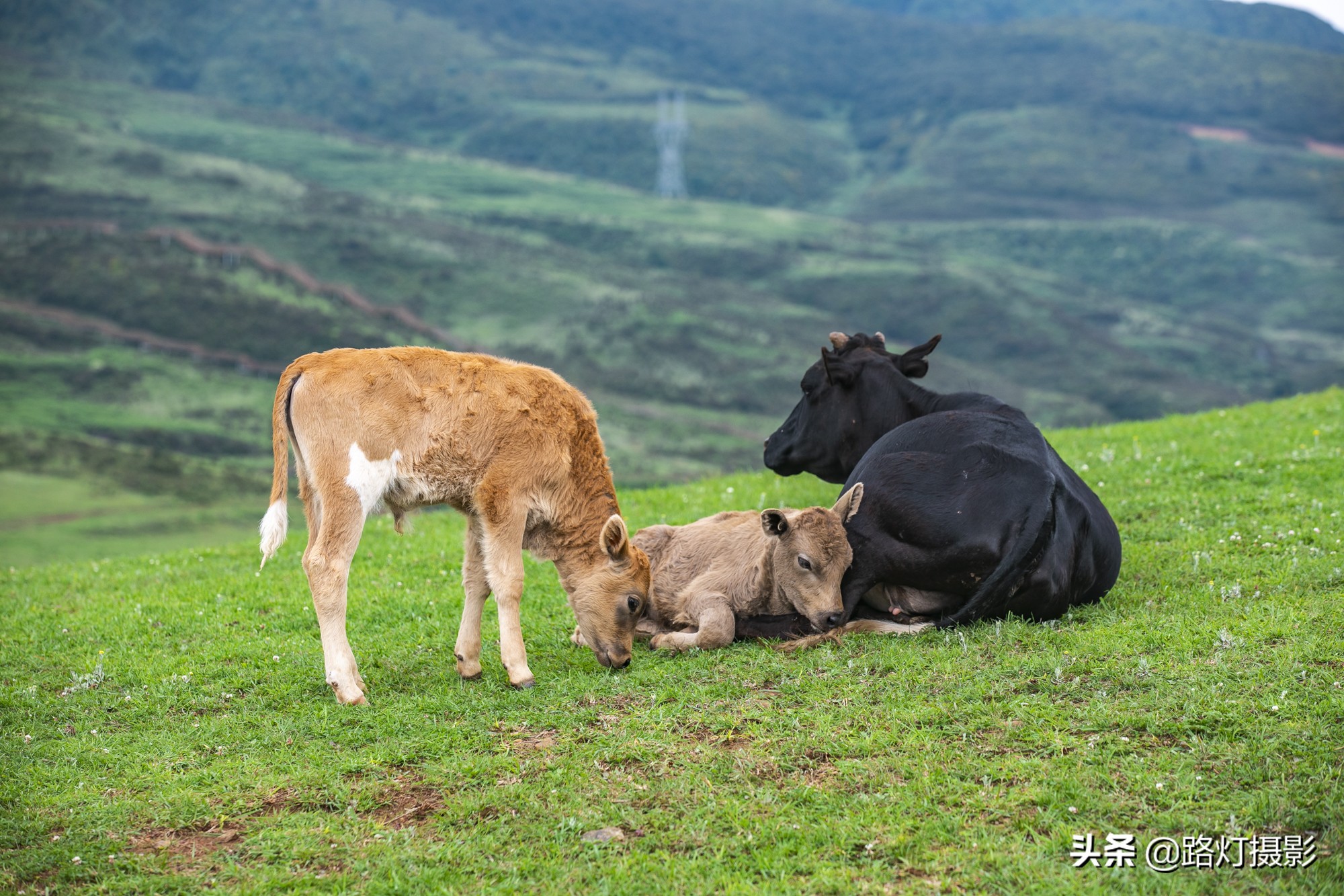 贵州这个县级市不简单，川黔要塞避暑胜地，靠一种水果跻身土豪榜