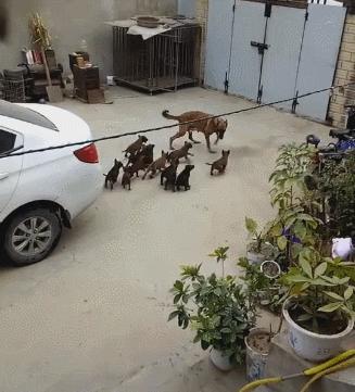 母狗巨贵多大可以生第一胎,母狗一胎生九只小狗有什么说法