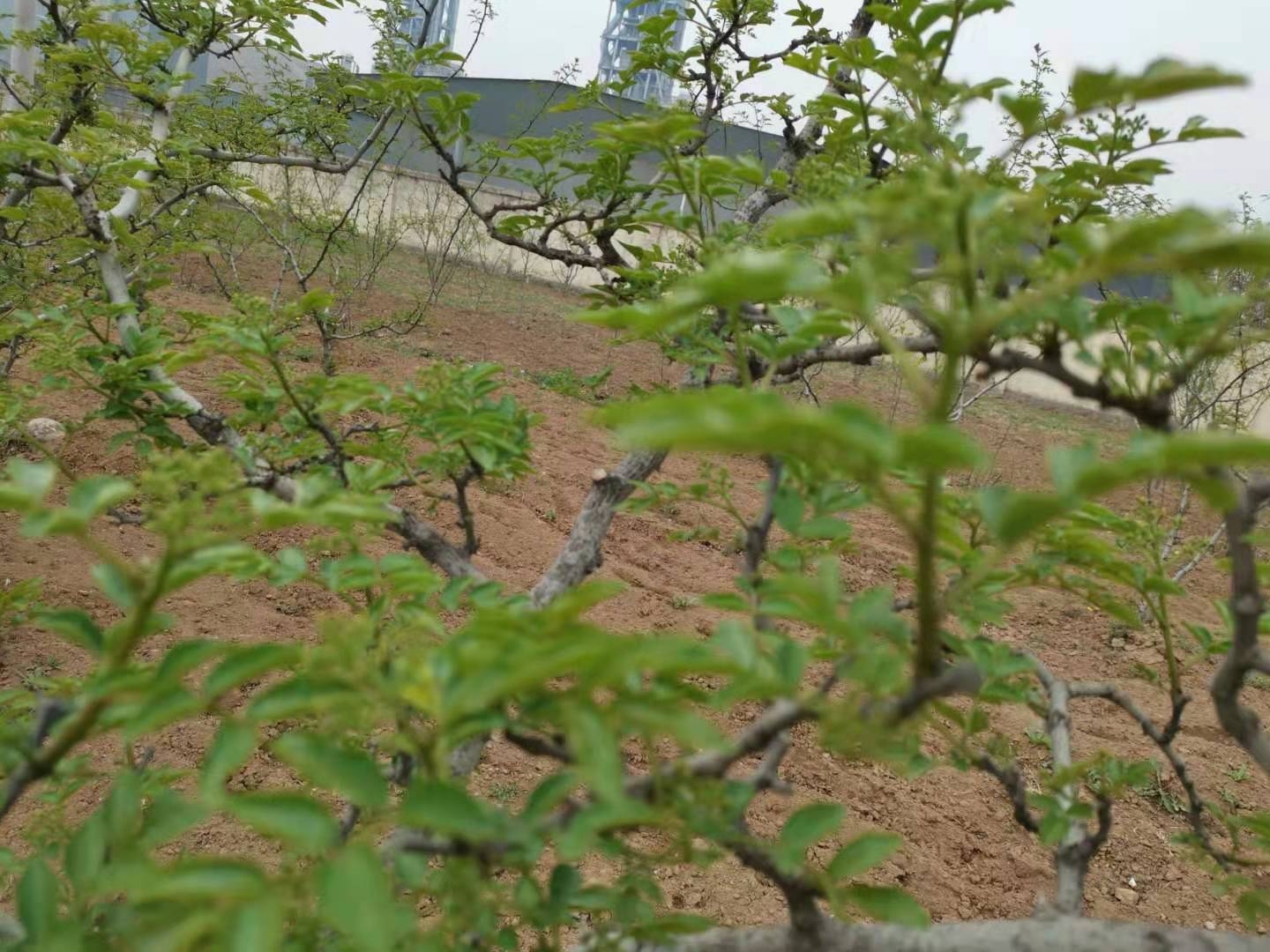 花椒助农的方法和措施是什么,椒农谈花椒