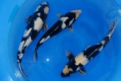 第一次养锦鲤怎么养,新手养锦鲤需要多大的缸