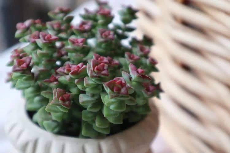 多肉名字怎么记,多肉的品种图片及名字寓意