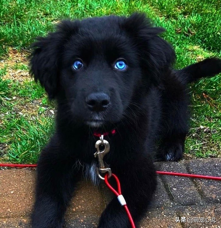 串串狗到底是什么品种的狗狗,什么品种的串串狗最可爱