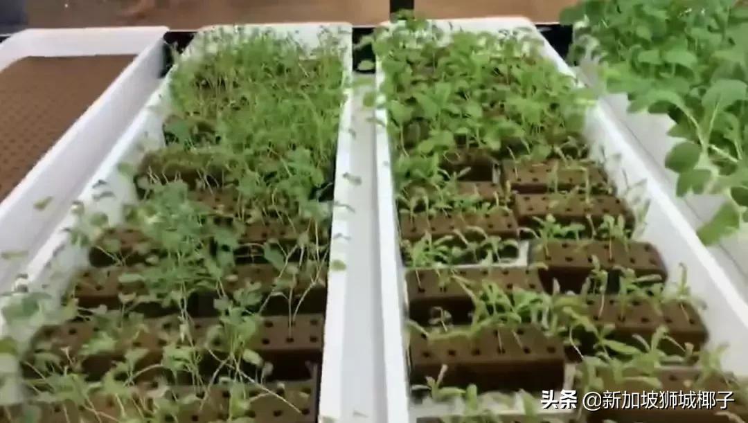 新加坡超市卖的一种糖,新加坡奇葩的东西