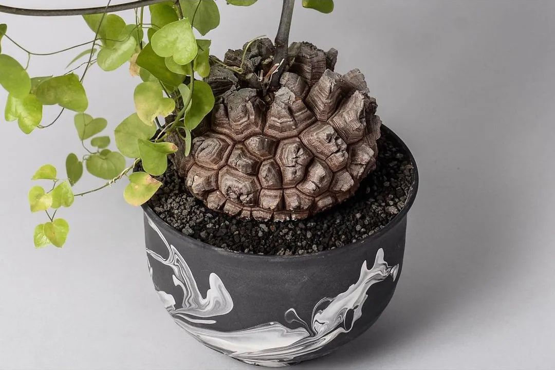 金盆洗手吧，植物杀手们