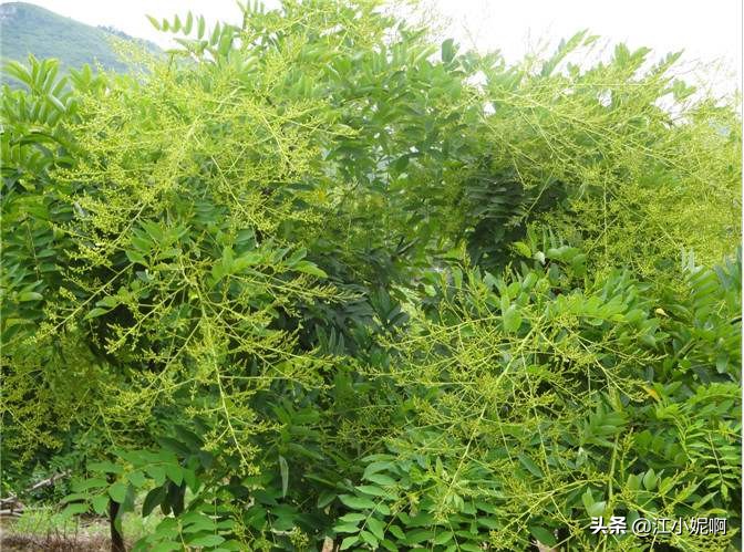 2018中国横县茉莉之乡,茉莉之乡横县