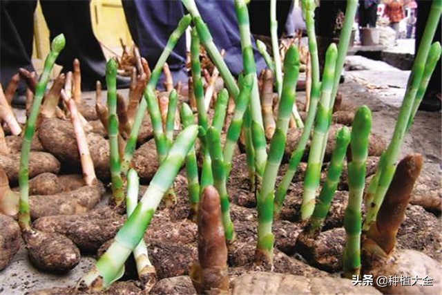 陕西天麻无土栽培种植技术,大田地膜栽培天麻技术