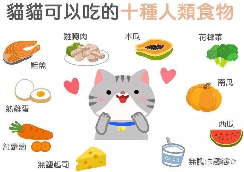 养猫怎么喂养小猫,新手养猫准备接猫咪需要买什么