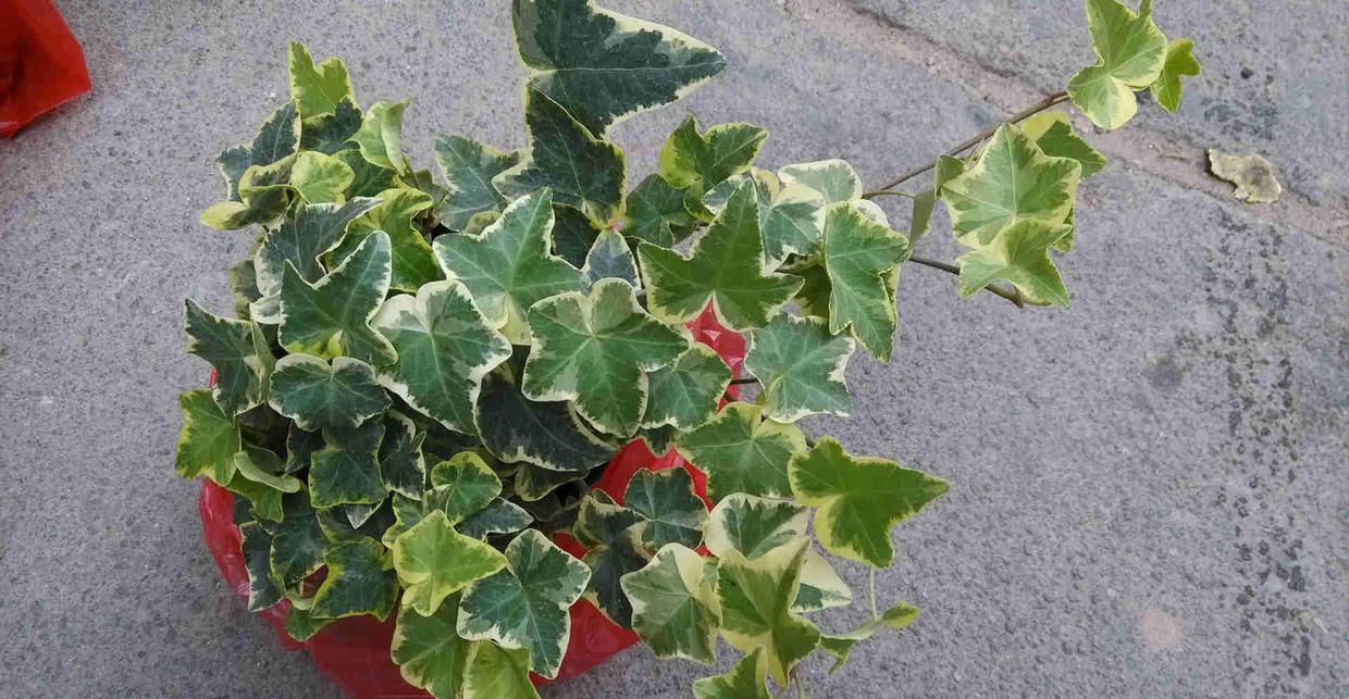 四季常青观叶树,四季常青常春藤怎么养护