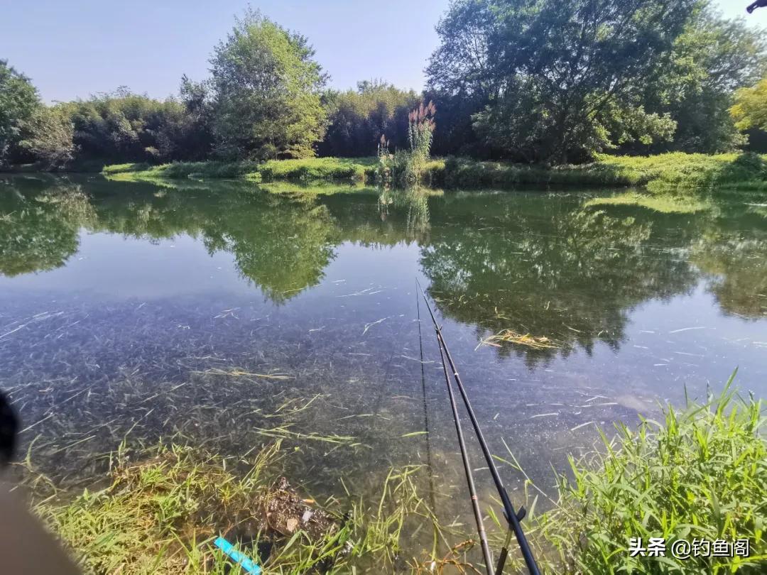 嫩玉米钓鲤鱼会降低鲤鱼警惕性吗,鲤鱼可以用玉米钓了吗