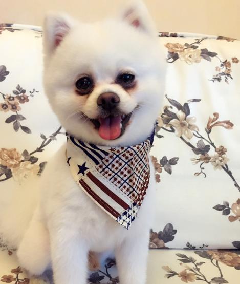 狗狗眼泪流个不停，可能是生病了，主人要重视