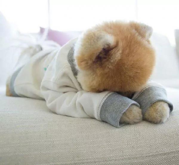 狗张不开嘴还流粘东西