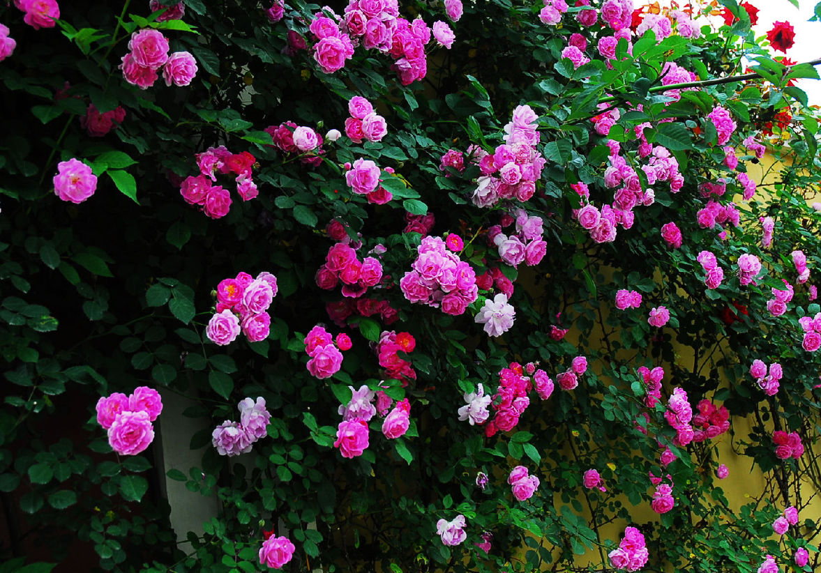 《说文解字》第72课：古文字里的“扫帚菜”？