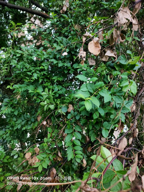 像蟒蛇一样的树,在丛林里看到了一条大蟒蛇