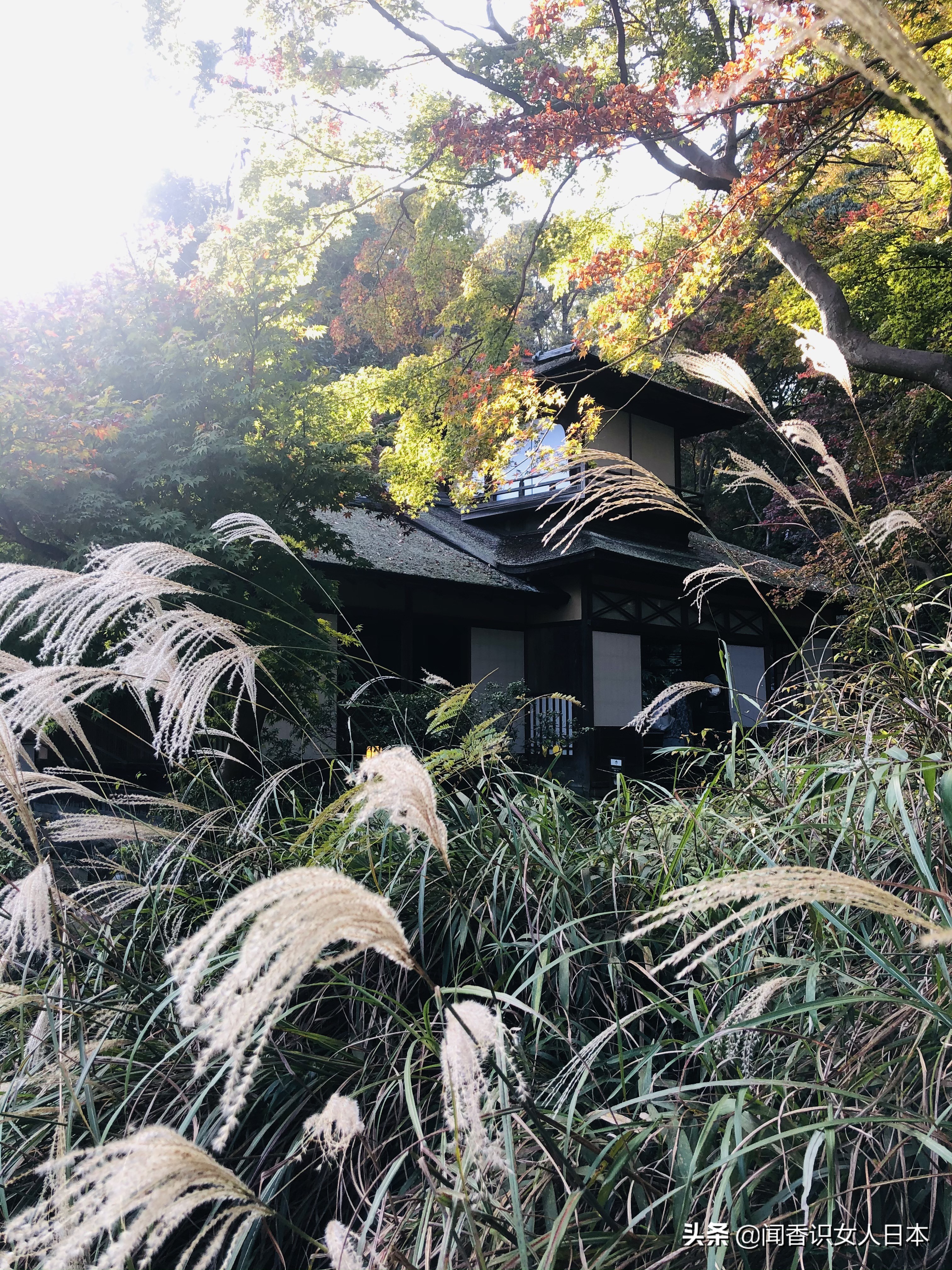 横滨三溪园,横滨三溪园介绍