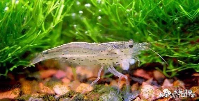 草缸常见10种藻类的解决方法,草缸藻类生物防治方法