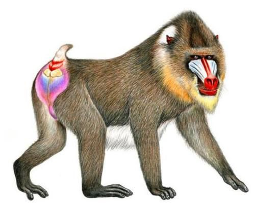 凶猛的猴子山魈,青面獠牙的山魈