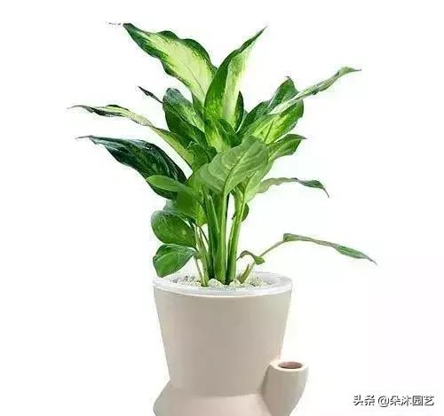家中植物被冻伤了怎么办,家里植物被冻了怎么办