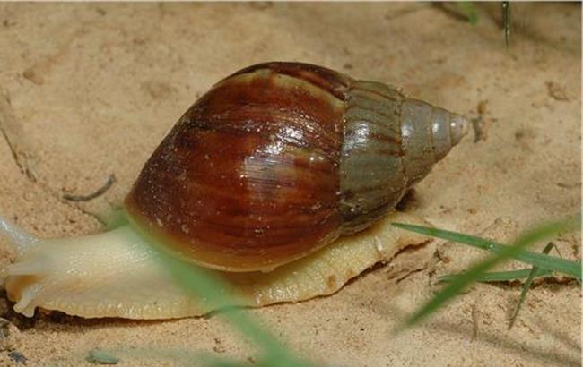 下雨后出现的大蜗牛能摸吗,雨天之后见到这种蜗牛千万不要碰